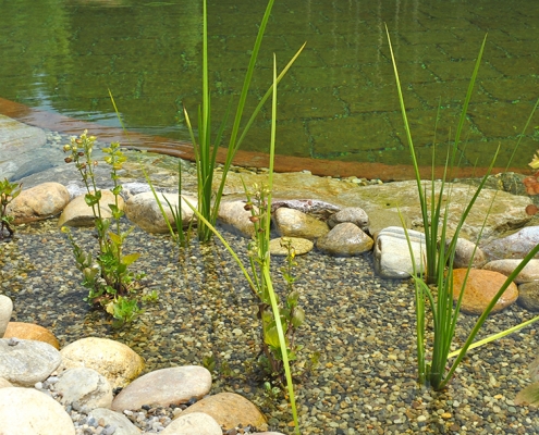 Naturpool, Kombiteich oder Schwimmteich