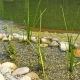 Naturpool, Kombiteich oder Schwimmteich