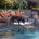 Familie entspannt und badet an einem Timberra Naturpool im Garten